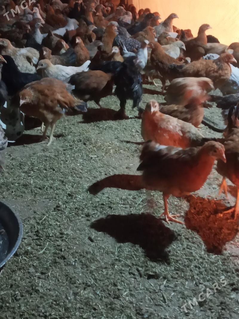 Juje - Теджен - img 3