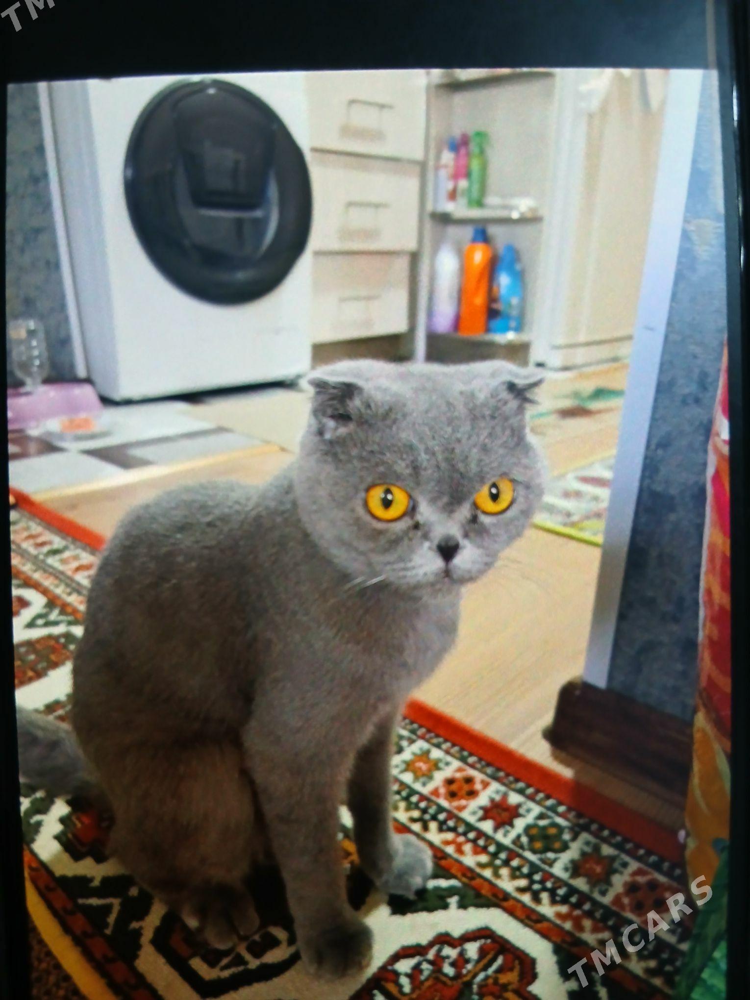 Şatlanskıy paroda - Мир 1 - img 2