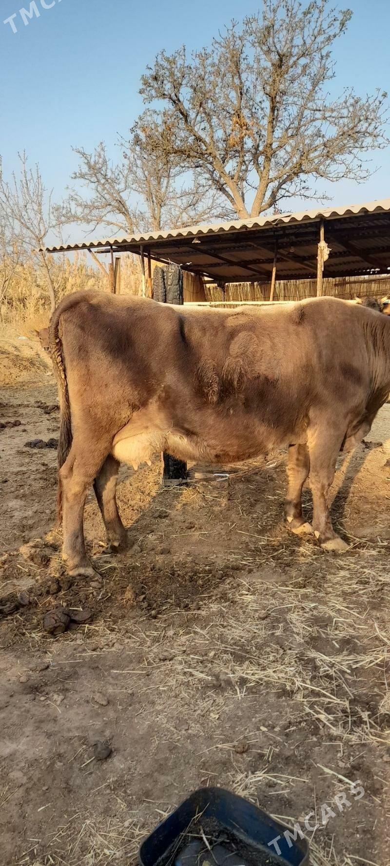 Göleli sygyr - Бабадайхан - img 3