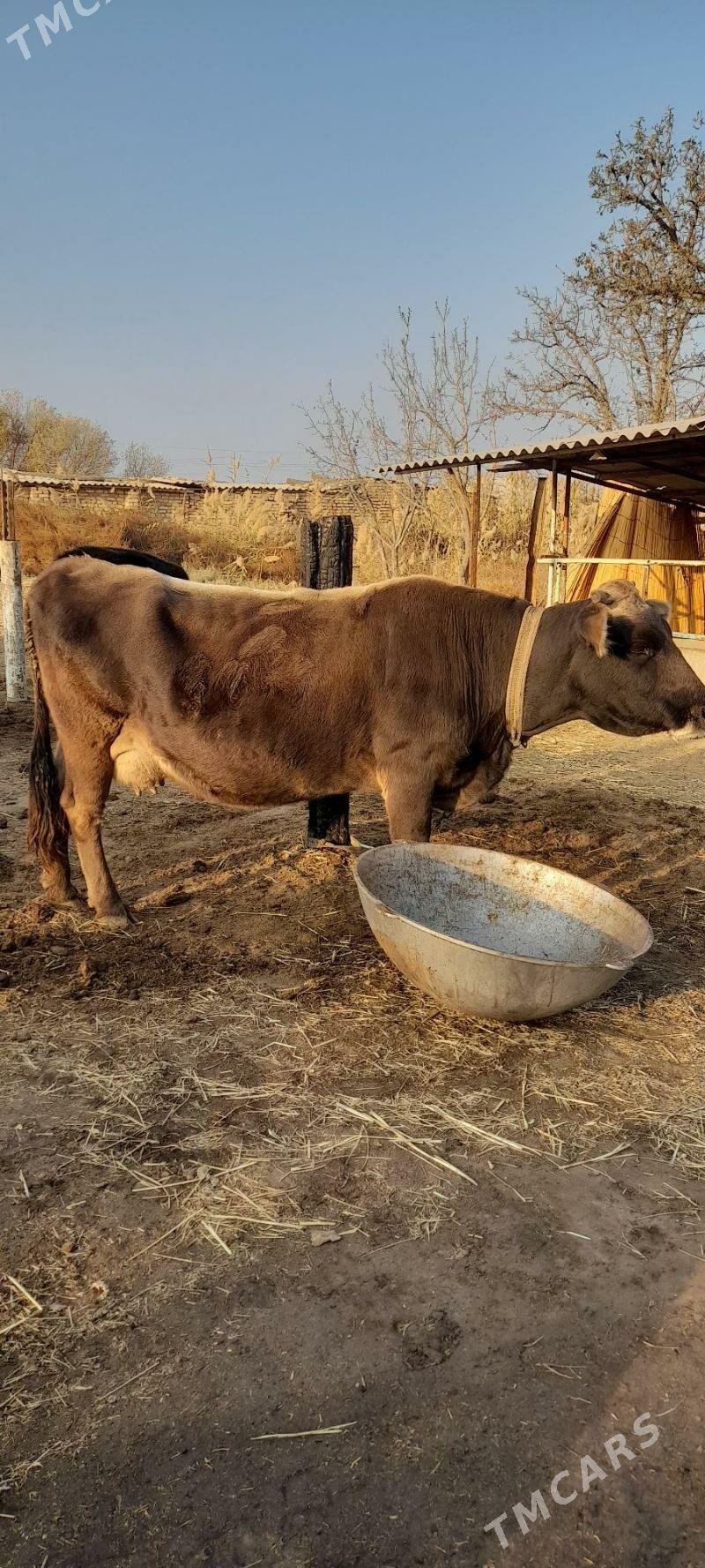 Göleli sygyr - Бабадайхан - img 4