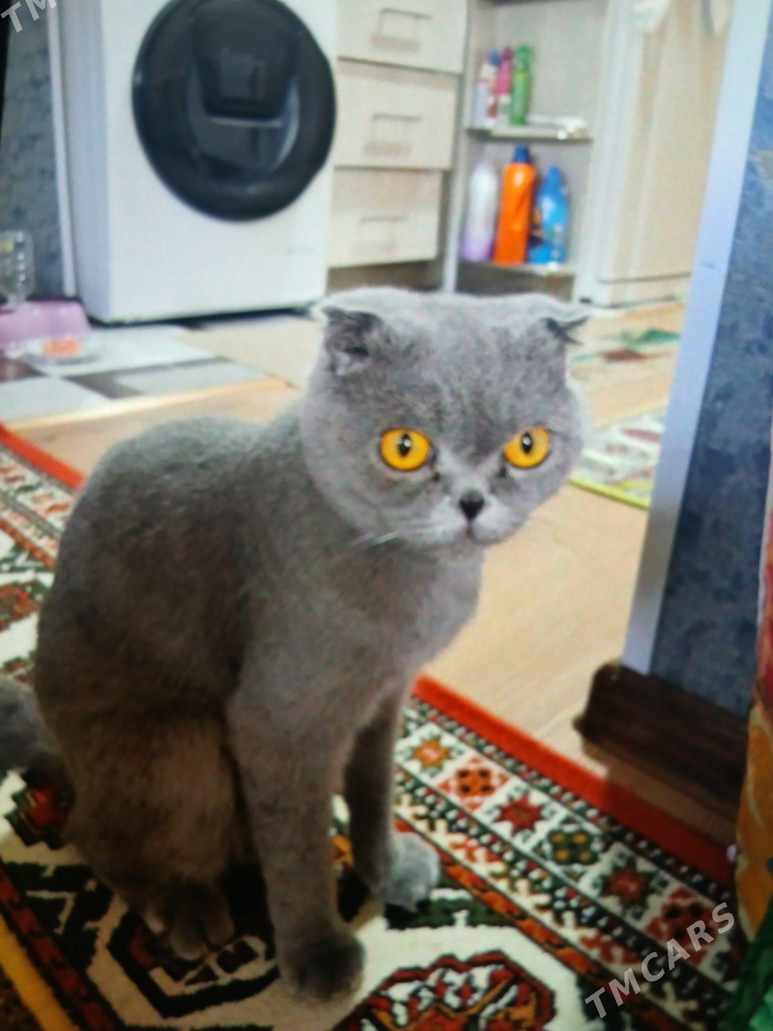 Şatlanskıy paroda - Мир 1 - img 3