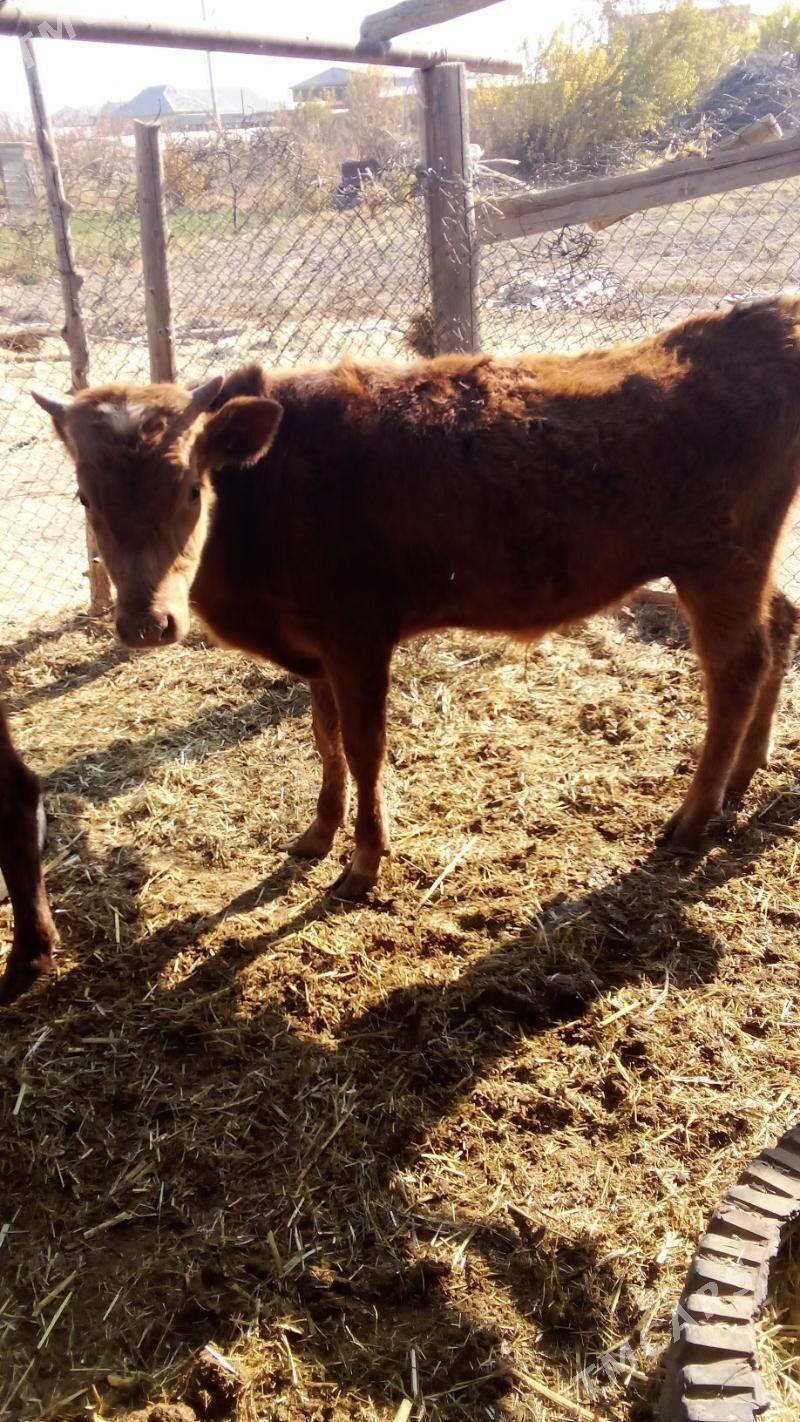 okiz - Мары - img 7