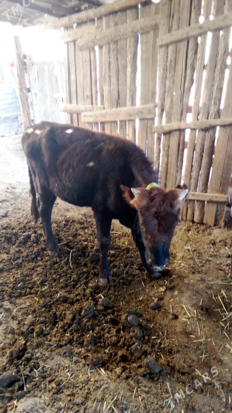 okiz - Мары - img 2