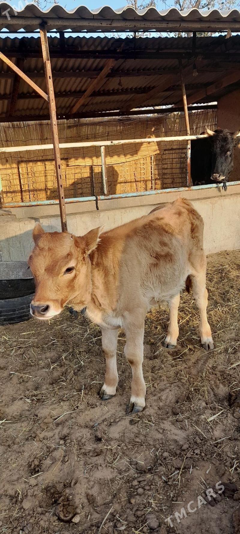 Göleli sygyr - Бабадайхан - img 6