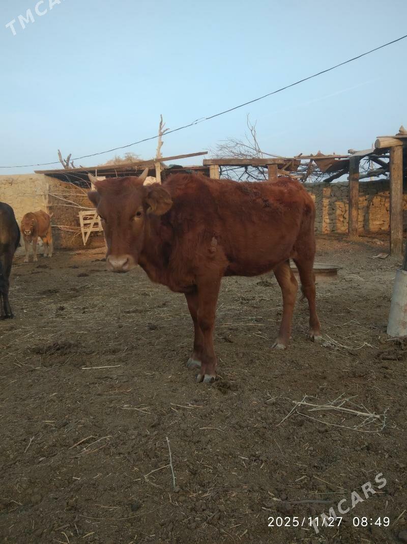 tüwe - Бахарден - img 2