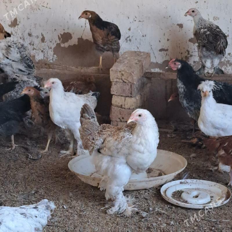 Brama - Tejen - img 4