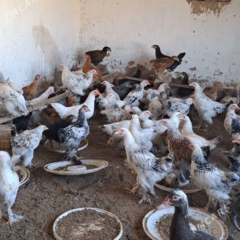 Brama - Tejen - img 3