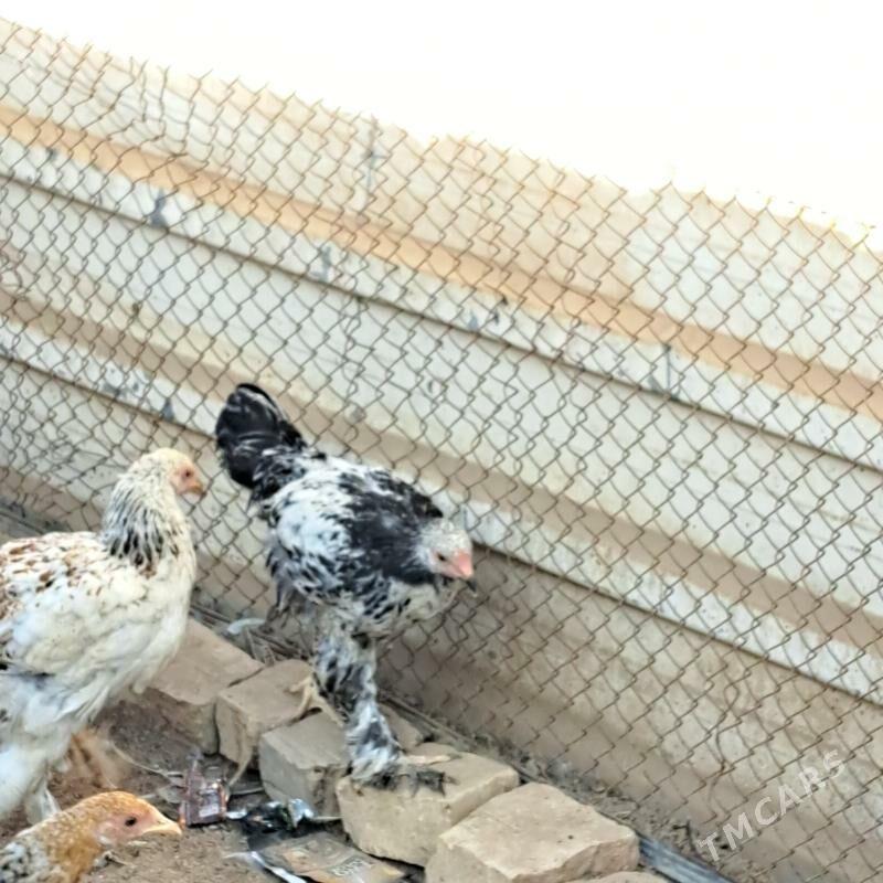 Brama - Tejen - img 2