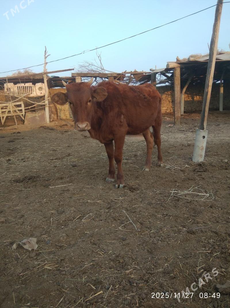 tüwe - Бахарден - img 3