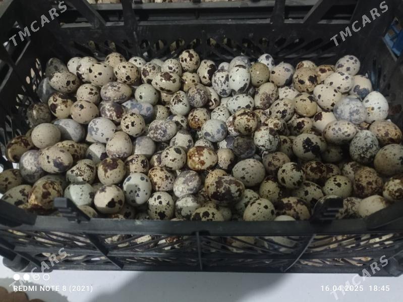 Bedene ýumurtgasy - Bäherden - img 2