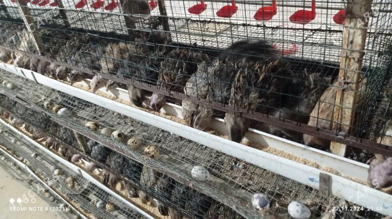 Bedene ýumurtgasy - Bäherden - img 4