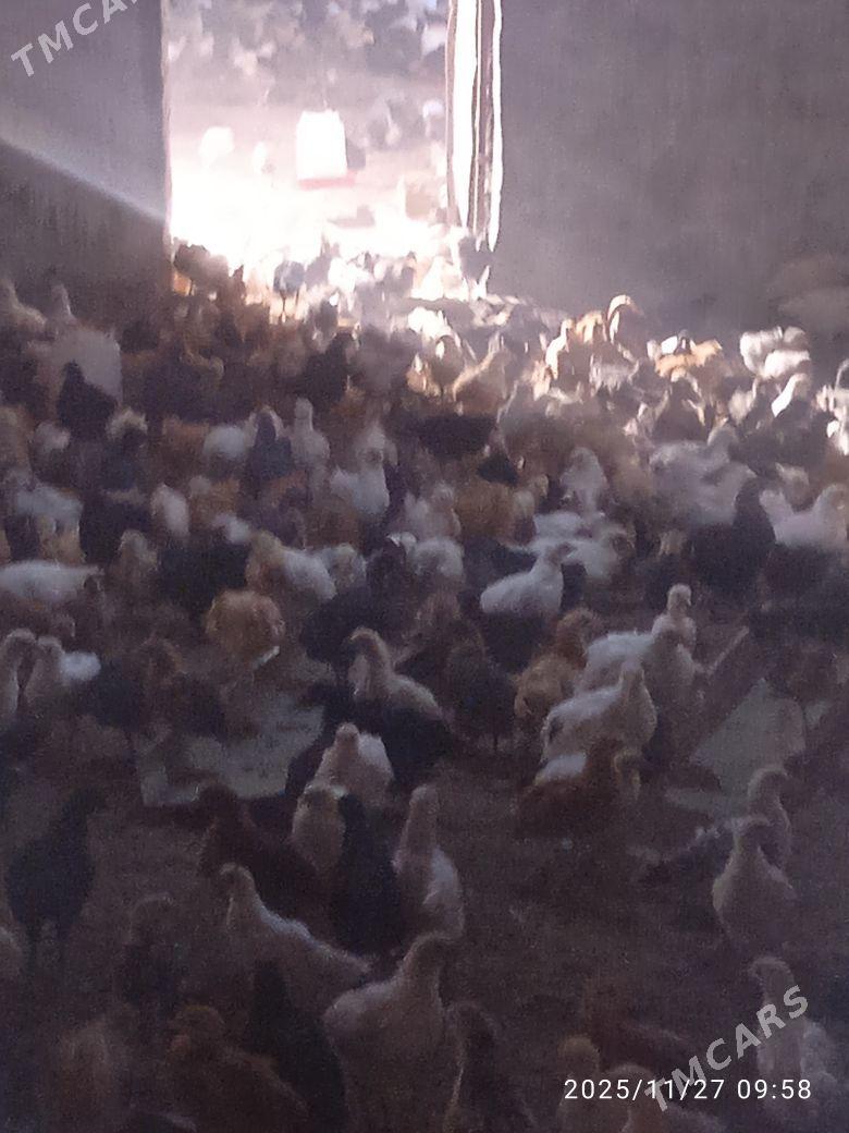 towuk juyje - Мургап - img 2