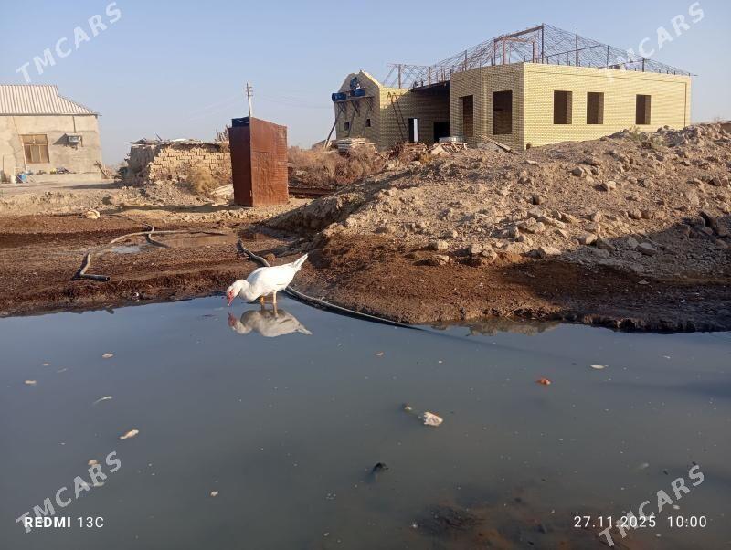 Ордек эркек - Мургап - img 3