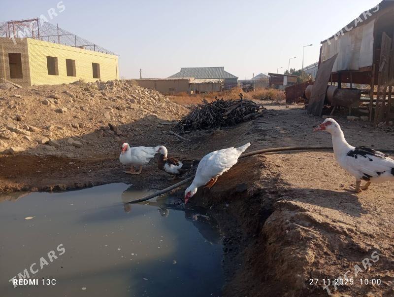 Ордек эркек - Мургап - img 4