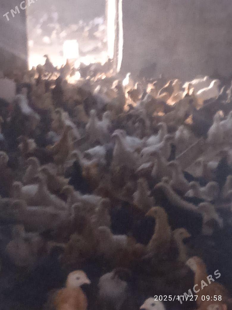 towuk juyje - Мургап - img 3