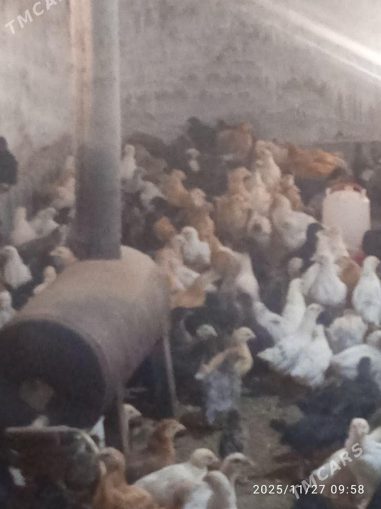 towuk juyje - Мургап - img 5