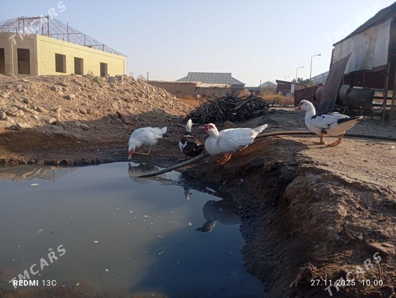 Ордек эркек - Мургап - img 2