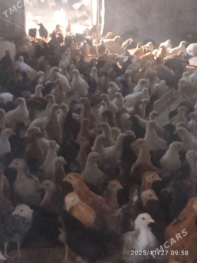 towuk juyje - Мургап - img 4