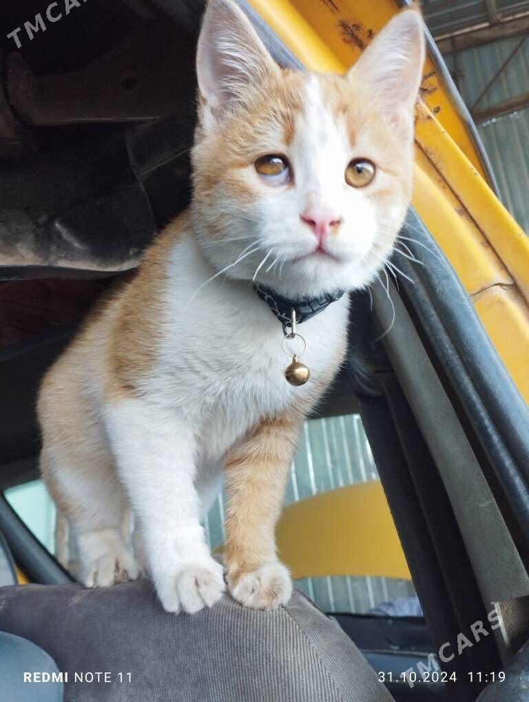 Пропал кот - Çärjew - img 2