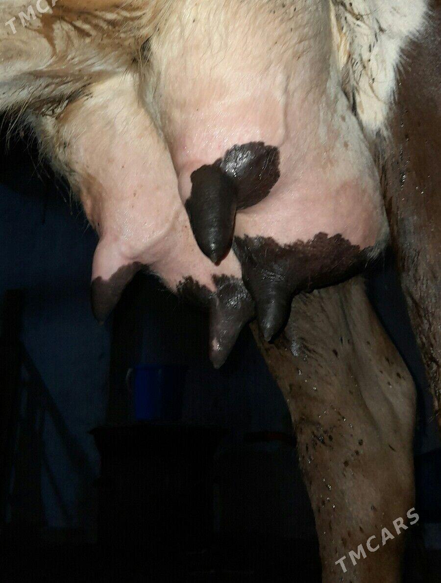 Göleli Sygyr - Багир - img 3