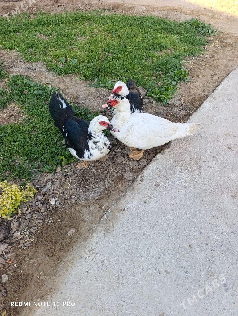 Indawutga - Мары - img 1