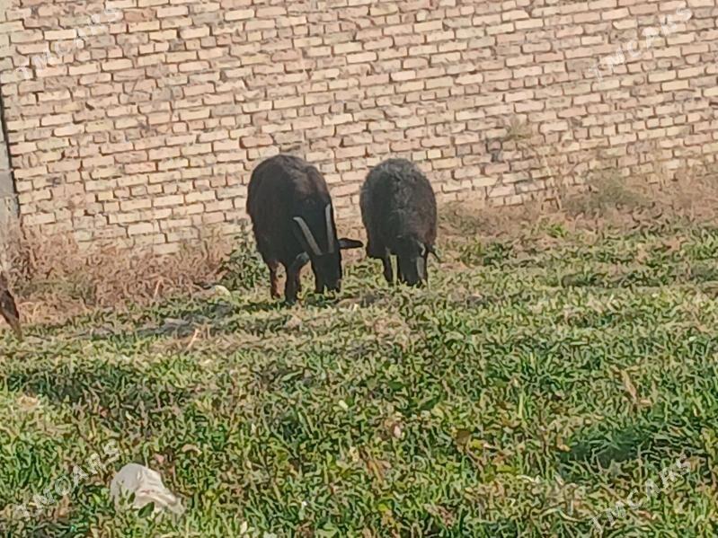 geci - Bäherden - img 1