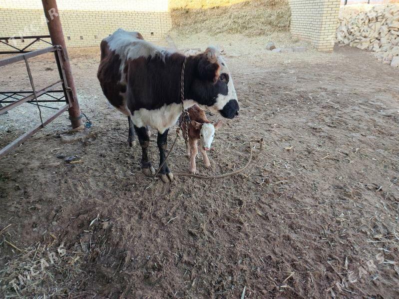 göleli sygyrlar - Мургап - img 1