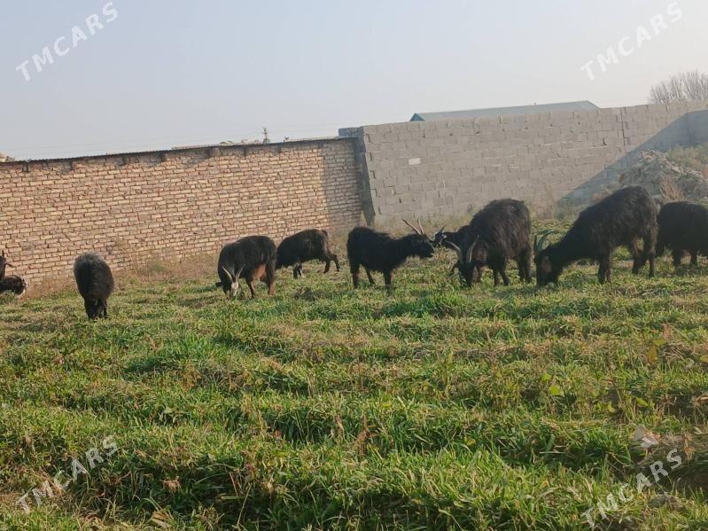 geci - Bäherden - img 5