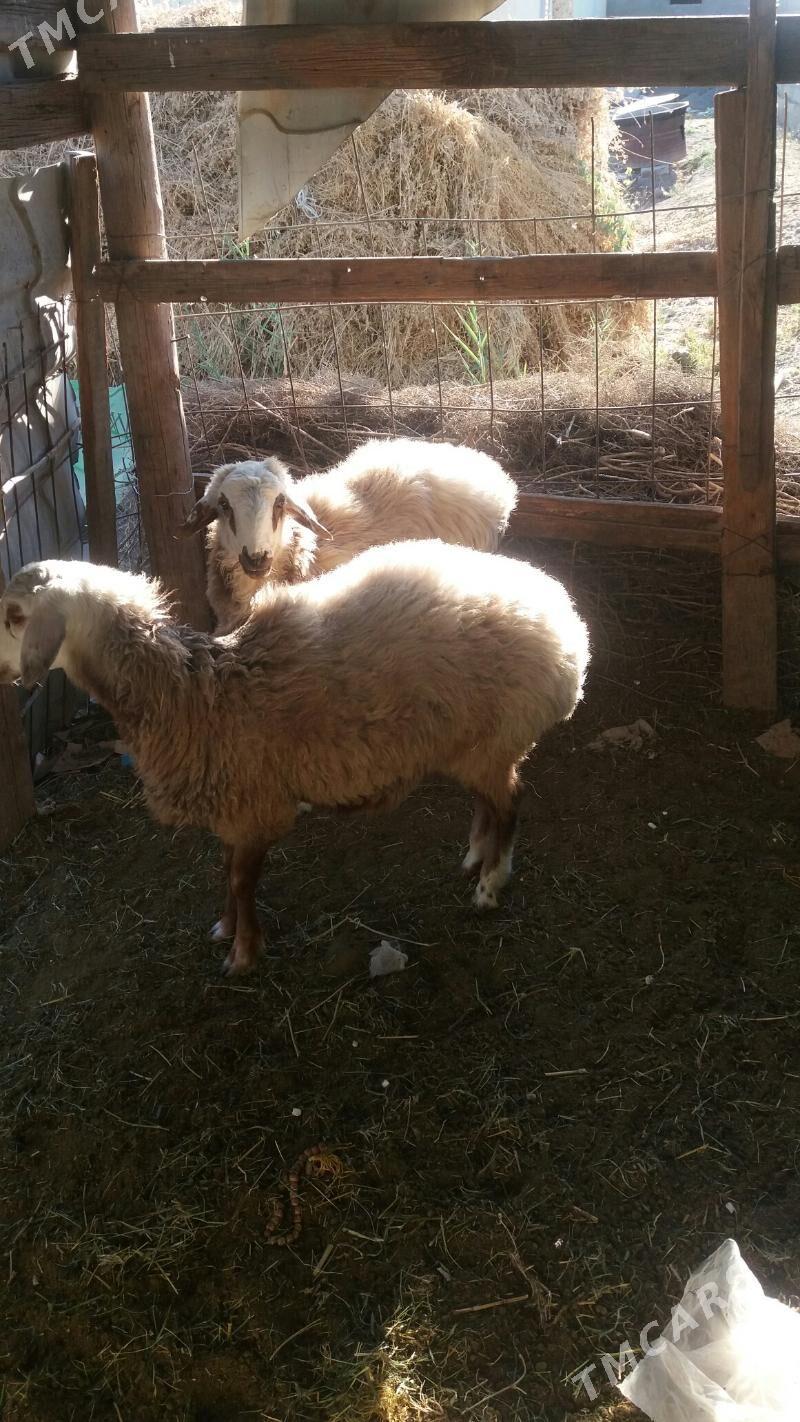 iki sanak uly goýun - Gökdepe - img 7