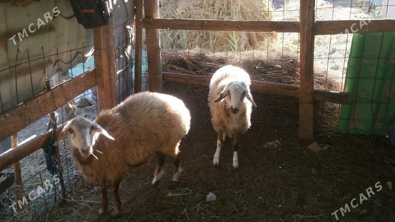 iki sanak uly goýun - Gökdepe - img 4