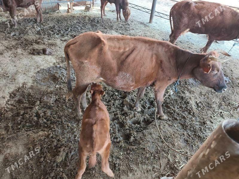 göleli sygyrlar - Мургап - img 6