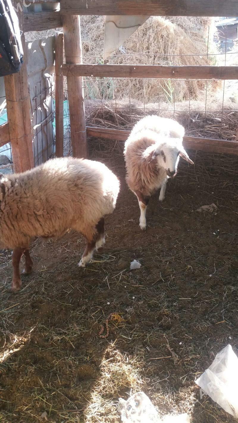 iki sanak uly goýun - Gökdepe - img 6