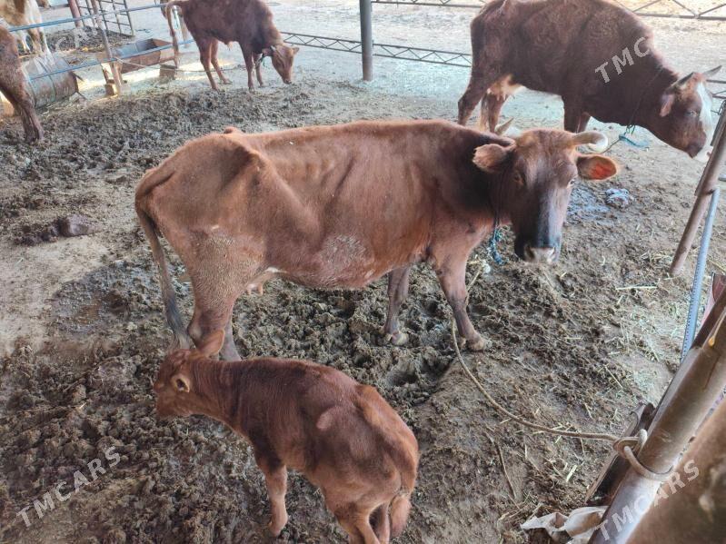 göleli sygyrlar - Мургап - img 5