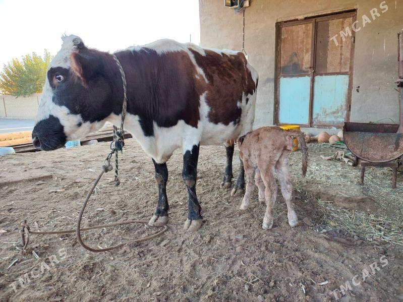 göleli sygyrlar - Мургап - img 10