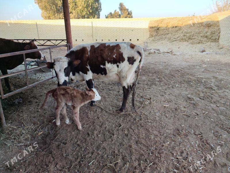 göleli sygyrlar - Мургап - img 3