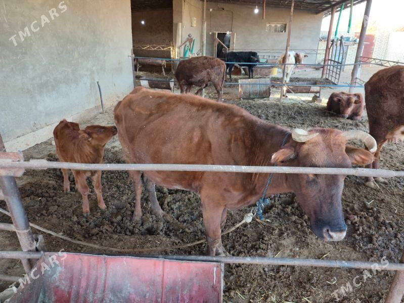 göleli sygyrlar - Мургап - img 7