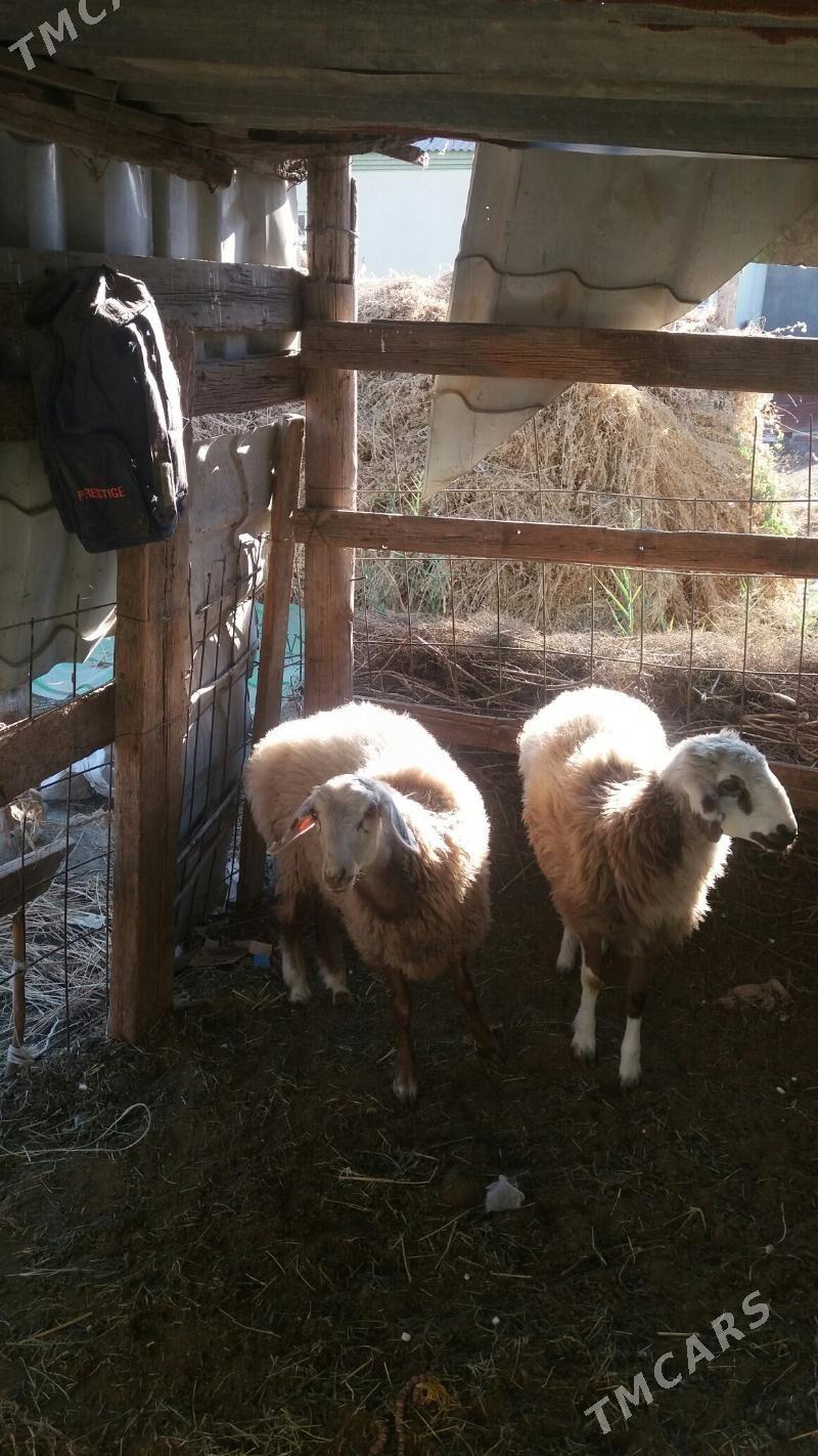 iki sanak uly goýun - Gökdepe - img 3