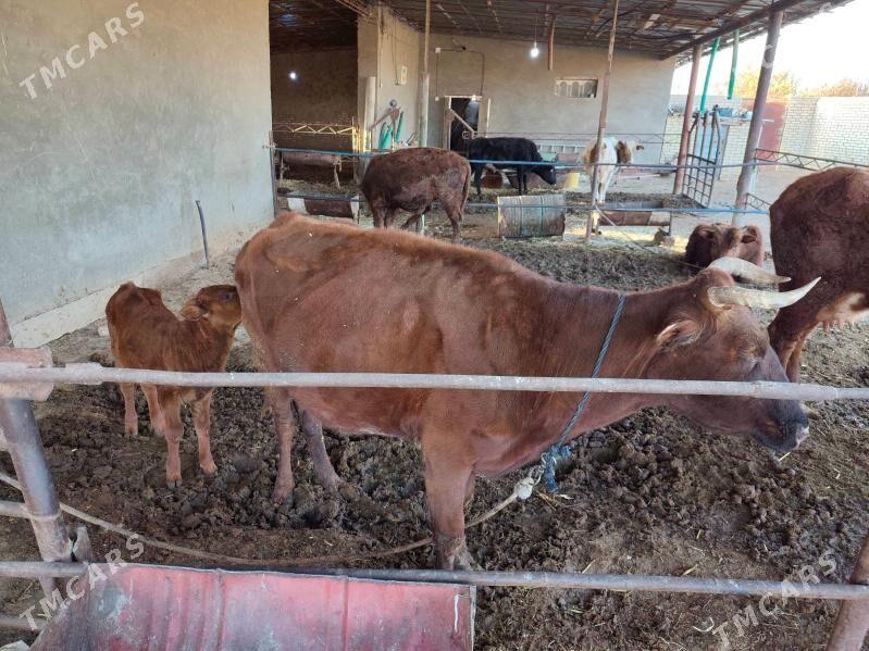 göleli sygyrlar - Мургап - img 8