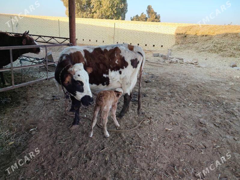 göleli sygyrlar - Мургап - img 9