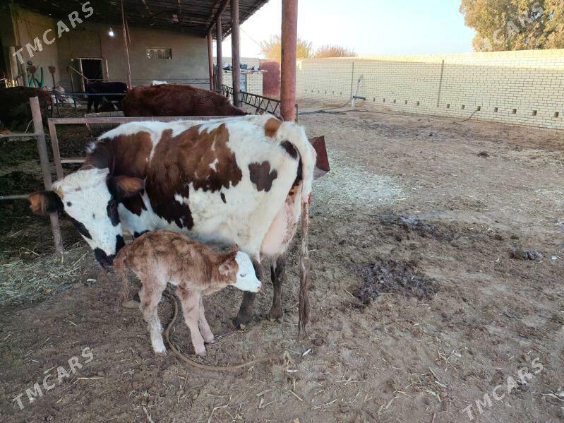 göleli sygyrlar - Мургап - img 4