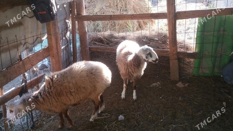 iki sanak uly goýun - Gökdepe - img 5