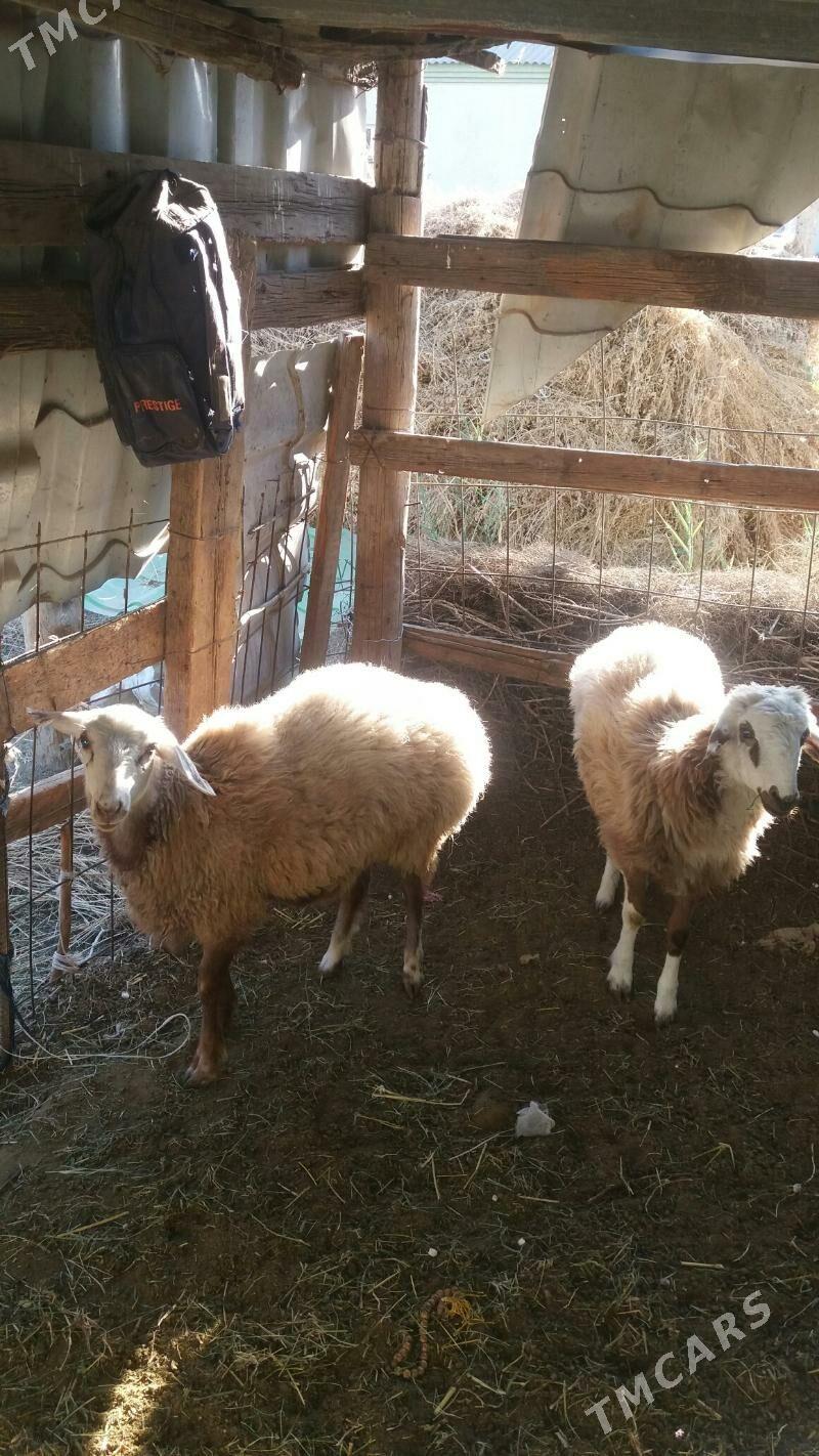 iki sanak uly goýun - Gökdepe - img 2