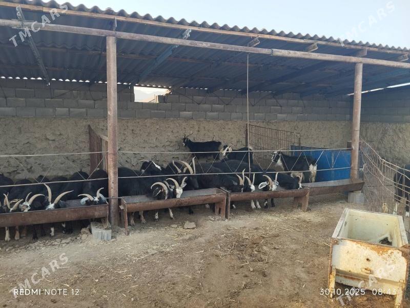 geći - Bereket - img 1