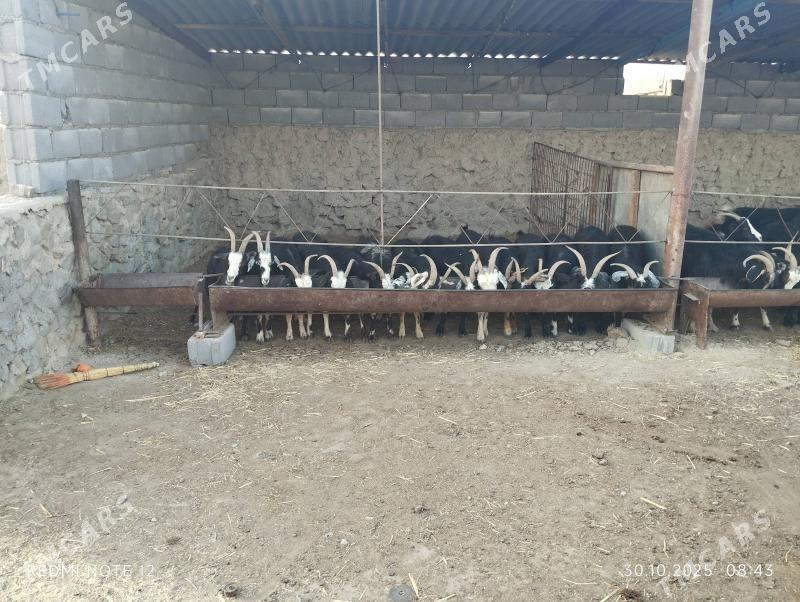 geći - Bereket - img 2