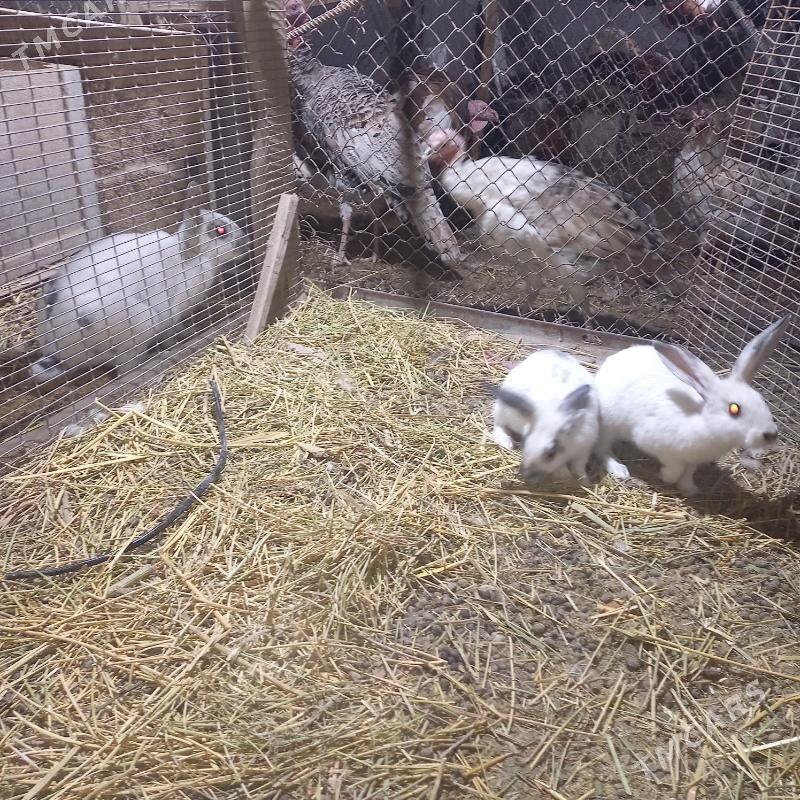 towşanlar - Çärjew - img 5