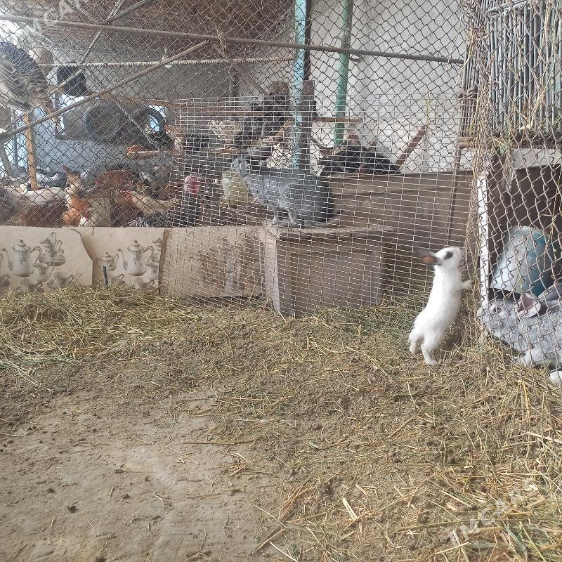 towşanlar - Çärjew - img 4