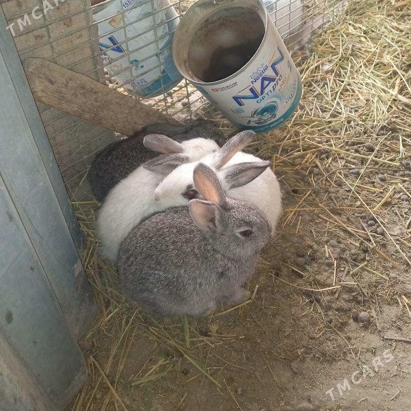 towşanlar - Çärjew - img 3