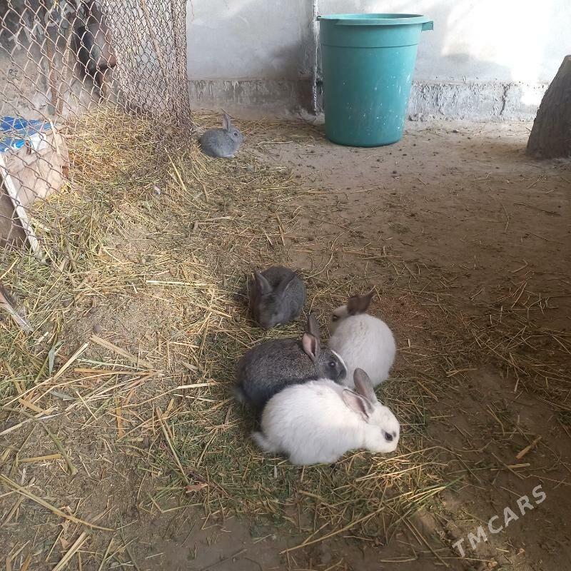 towşanlar - Çärjew - img 2