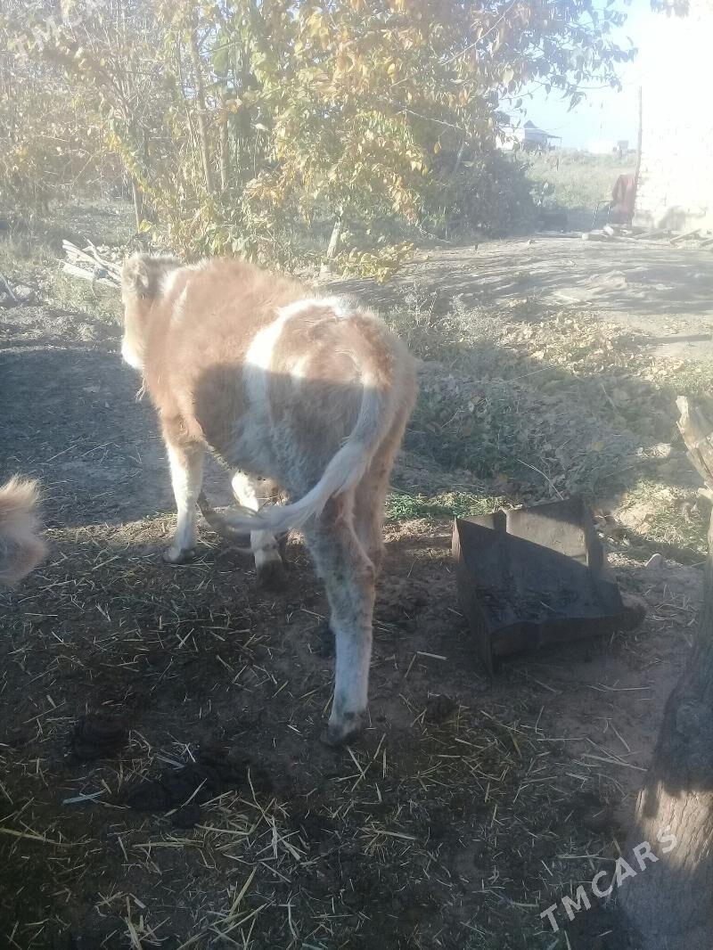 okuz - Бабадайхан - img 3