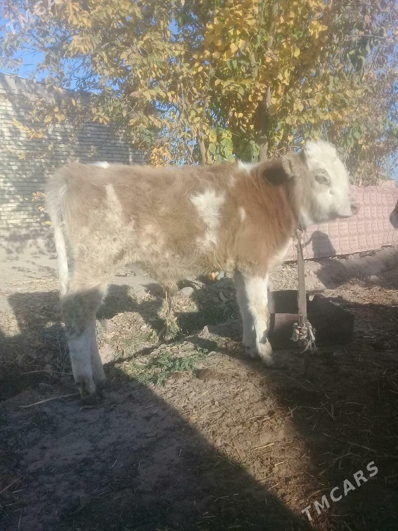 okuz - Бабадайхан - img 2